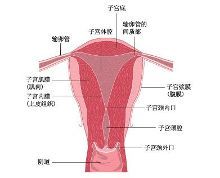 一个卵巢可以怀孕吗