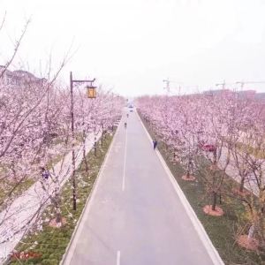扬州樱花大道在哪里