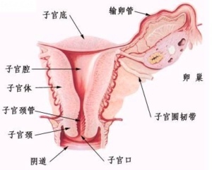 怀孕了有妇科病怎么办