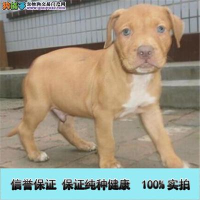 河南宠物批发市场,北京哪里有卖宠物狗的市场