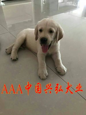 中国狗多少钱大型