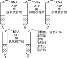 dna rna各有多少种碱基