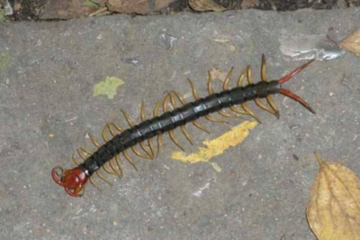 日常生活中可以买到的有毒药物,日常生活中可以买到的毒药