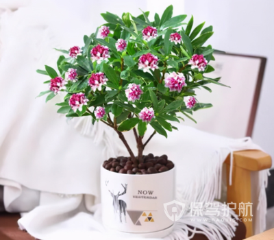 适合卧室的花