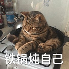 猫的绝招是什么