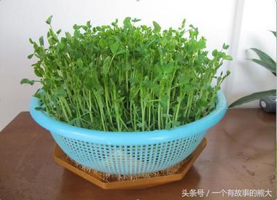 塑料盆可以种蔬菜吗