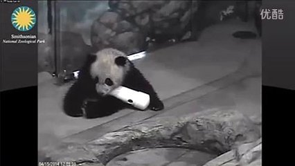 孕妇梦见傻子是胎梦吗