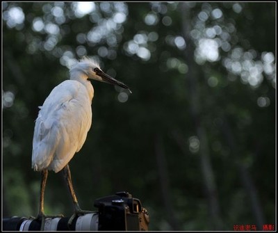 拍动物用什么长焦距镜头