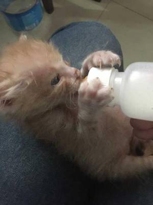 1个月的猫喝什么奶