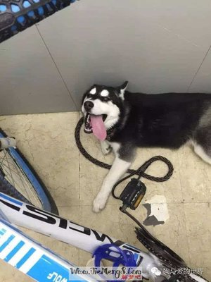 做梦梦见养了一只狗