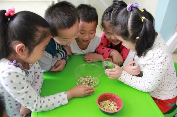 发豆芽实验作文怎么写