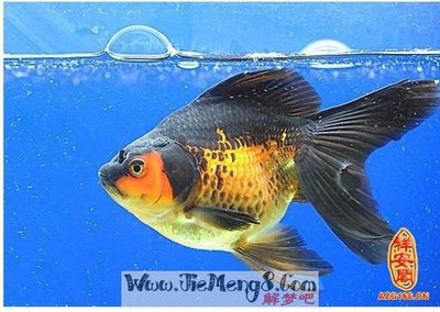 周公解梦梦见鱼死了