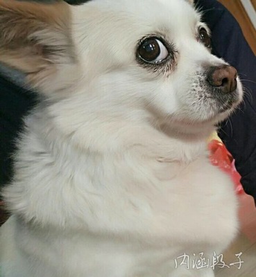 小白狗取名
