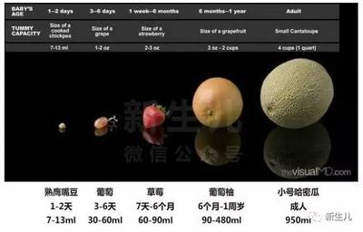 六个月的宝宝胃有多大