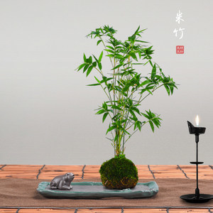 室内养竹子