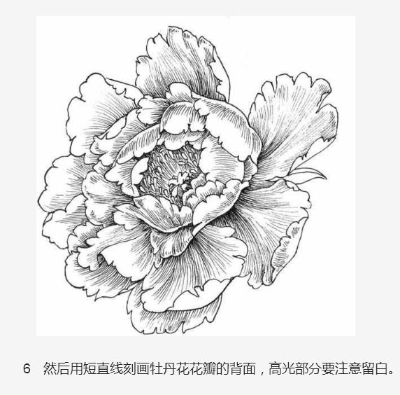 牡丹花简笔画步骤图解