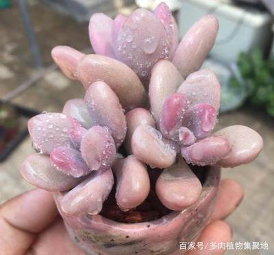 多肉植物移栽方法