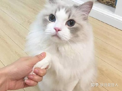怎么知道母猫有没有怀孕