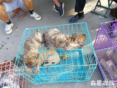 虎斑萨摩耶