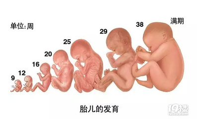 多少周胎盘发育正常吗