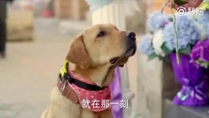 想念死去的狗狗怎么办