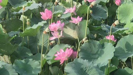 荷花性格