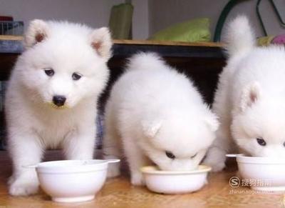 一般幼犬吃多少狗粮