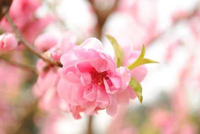 八字怎么看桃花