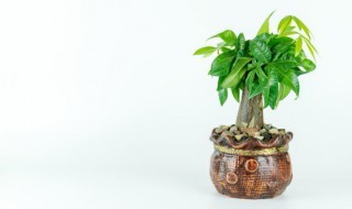 属鼠养什么植物旺财