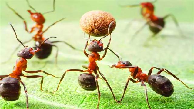 蚂蚁的特别之处在哪里