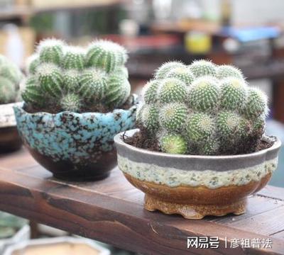 仙人球能放卧室吗
