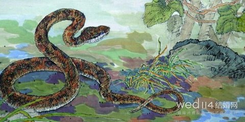 属龙和属蛇的合不合