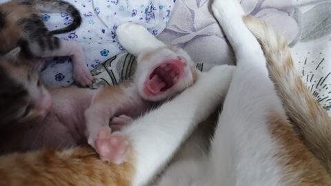 孕妇梦见养猫
