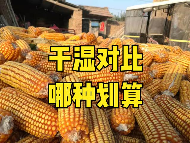 玉米带棒卖多少钱