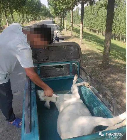 开车撞死羊后逃构成犯罪吗