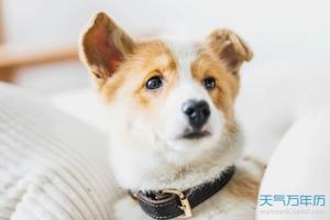 生肖狗几岁