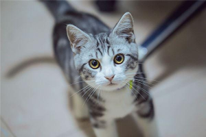 梦见猫保护自己