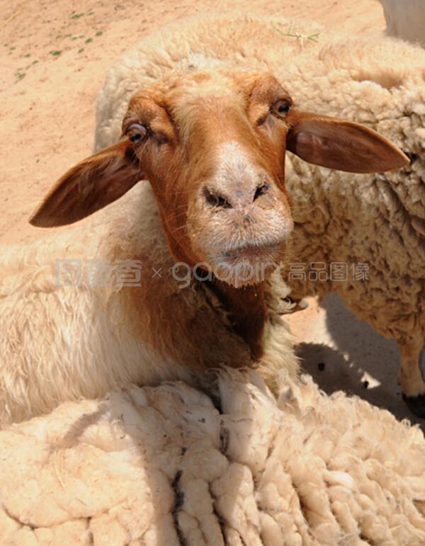 一只小绵羊的特写肖像