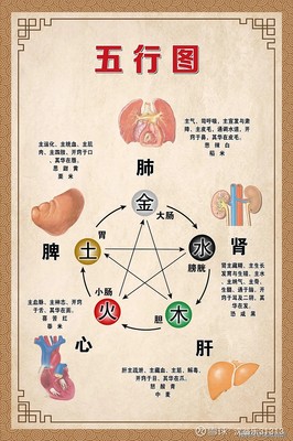 五脏与五行的关系图