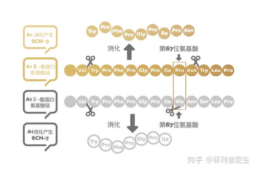 新生儿脯氨酸偏低