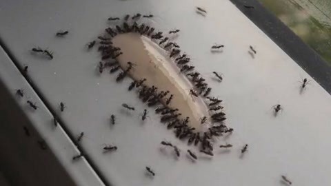地里蚂蚁太多怎么去除