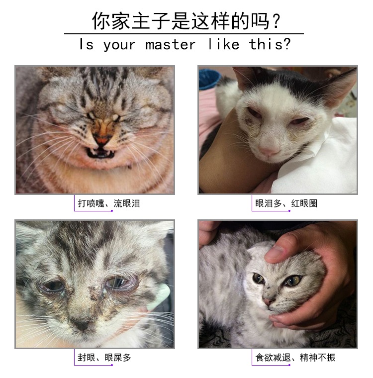 猫咪杯状病毒怎么治疗