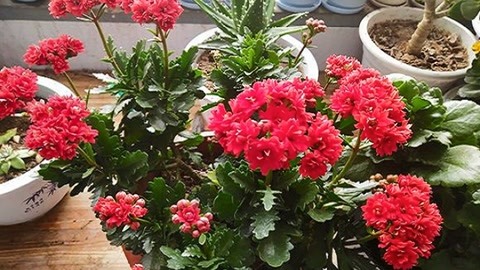 梦见自己养的花枯萎了