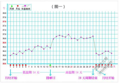 体温多少算是排卵后高温