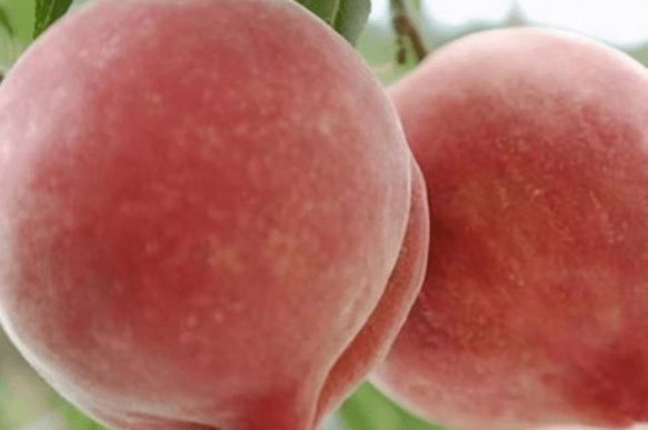 来月经可以吃桃子吗夏天