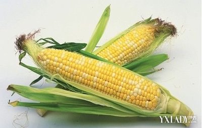 减肥吃玉米会胖吗