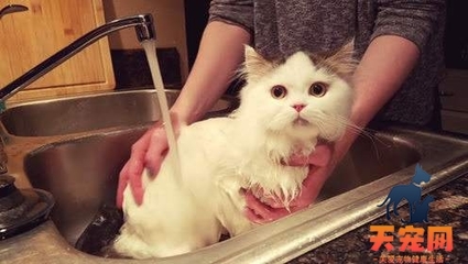 猫能洗澡吗?小猫多大可以洗第一次澡?