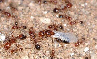 蚂蚁是怎么弄死猎物的