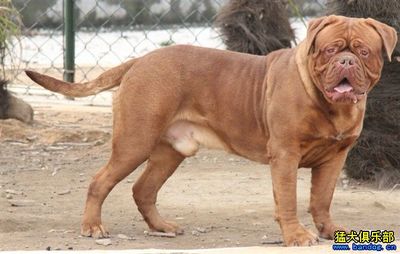 波尔多犬价格是多少钱