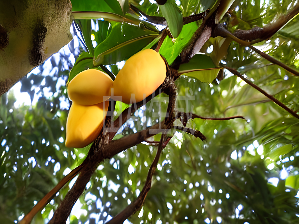 路边芒果树上的芒果能不能吃?
